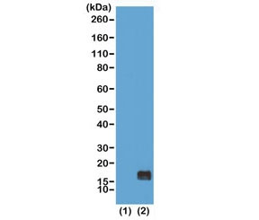 Anti-H3K9me1 / Monomethyl Histone H3 Lysine 9, clone RM150 (recombinant antibody)