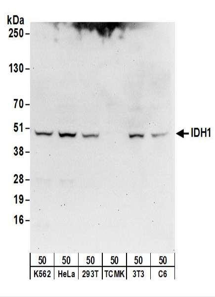 Anti-IDH1