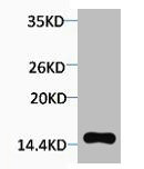 Anti-Phospho-Histone H2A.X (Thr120)