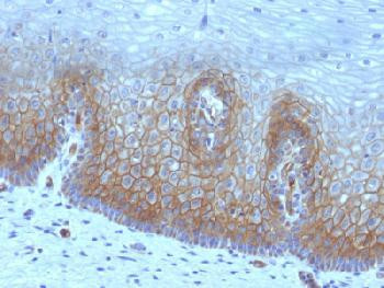 Anti-Thrombomodulin / CD141 (Endothelial Cell Marker) Recombinant Mouse Monoclonal Antibody (clone:r