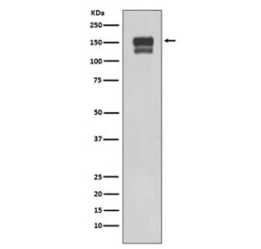 Anti-Integrin beta 1 / ITGB1 / CD29, clone AGO-9