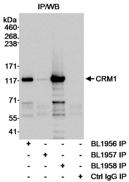 Anti-CRM1