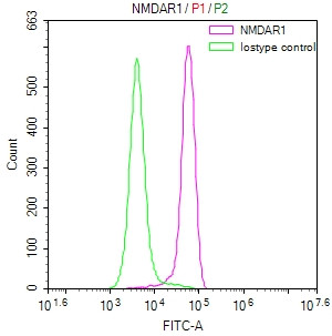 Anti-GRIN1 Recombinant Monoclonal, clone 24F5