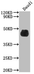 Anti-CD48 Recombinant Monoclonal, clone 7E1