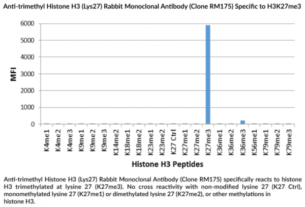 Anti-Histone H3K27Me3 Monoclonal Antibody (Clone RM175)