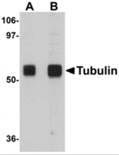 Anti-alpha Tubulin