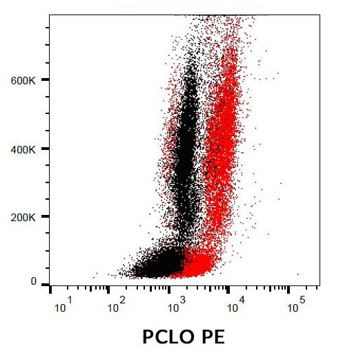 Anti-PCLO (PE), clone PCLO-01