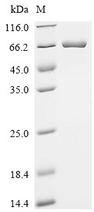 Programmed cell death protein 4 (PDCD4), human, recombinant