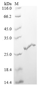 Interferon gamma (IFNG), Macaca fascicularis, recombinant