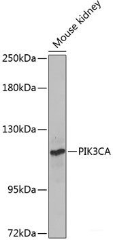 Anti-PI 3 kinase p110 alpha