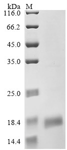 CD9 antigen (Cd9), partial, mouse, recombinant