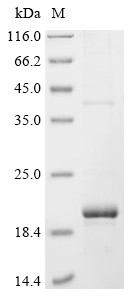 T-cell surface glycoprotein CD8 alpha chain (Cd8a), partial, Mesocricetus auratus, recombinant