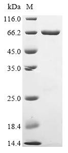 Dihydrofolate reductase (folA), Biotinylated, Escherichia coli, recombinant