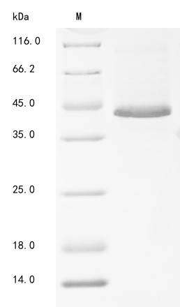 Protein Wnt-7a (Wnt7a), mouse, recombinant