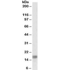 Anti-Alpha-Synuclein