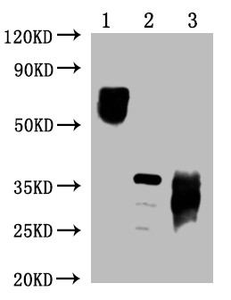 Anti-PD-1 Monoclonal, clone 2D8D11