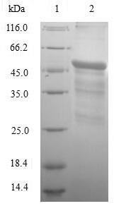 Interferon alpha-14 (IFNA14), human, recombinant