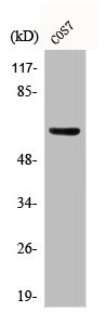 Anti-Phospho-GABRB1 (S434)