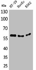 Anti-CYP11B1