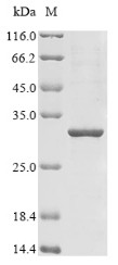 Neuronal acetylcholine receptor subunit alpha-7 (CHRNA7), partial, human, recombinant