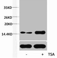 Anti-Acetyl-Histone H2B (Lys12)