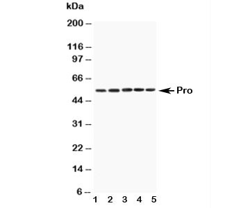 Anti-Caspase-8