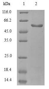 EGF-containing fibulin-like extracellular matrix protein 1 (Efemp1), mouse, recombinant