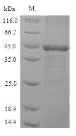 Mitogen-activated protein kinase 3 (MAPK3), partial, human, recombinant