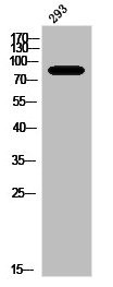 Anti-Phospho-PRKCA/PRKCB/PRKCD/PRKCE/PRKCG/PRKCH/PRKCQ/PRKCZ (T497)