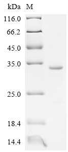 Butyrophilin-like protein 2 (BTNL2), Partial,Biotinylated, human, recombinant