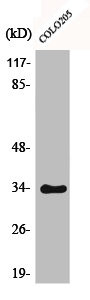 Anti-Phospho-CDK2 (T160)