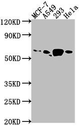 Anti-PDE1B