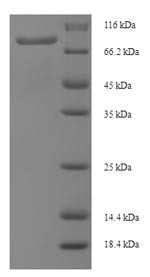 1-Phosphatidylinositol 4,5-bisphosphate phosphodiesterase delta-4 (PLCD4), human, recombinant