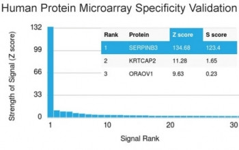 Anti-SERPINB3 / SCCA-1, clone CPTC-SERPINB3-2