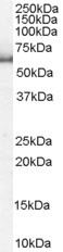 Anti-KPNA1 / Importin alpha 5, N-terminal