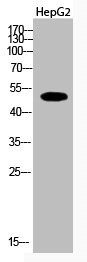 Anti-Acetyl-TUBA1A/TUBA1B/TUBA1C (K112)