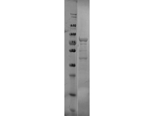 p39 Control Protein