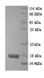 D-dopachrome decarboxylase (Ddt), mouse, recombinant