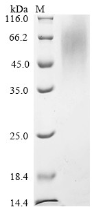 Transmembrane protease serine 2 (Tmprss2), partial, mouse, recombinant