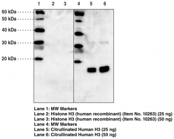 Anti-Histone H3 (Citrullinated Arg2 + Arg8 + Arg17)