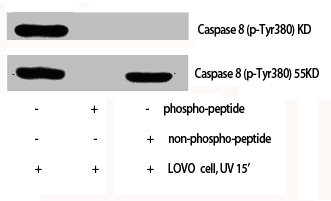 Anti-Phospho-CASP8 (Y380)