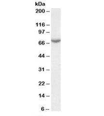 Anti-Arylsulfatase C