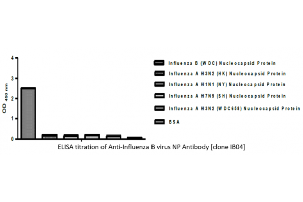 Anti-Influenza B virus NP Antibody [clone IB04]