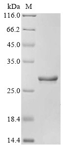 Appetite-regulating hormone (GHRL), partial, dog, recombinant