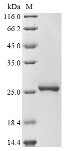 Calmodulin-4 (CAM4), Arabidopsis thaliana, recombinant