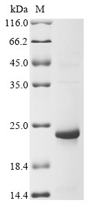 60S ribosomal protein L36 (rpl36), Xenopus tropicalis, recombinant