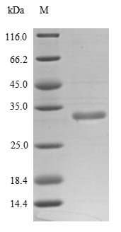 ADP-ribosyl cyclase/cyclic ADP-ribose hydrolase 1 (CD38), partial, human, recombinant