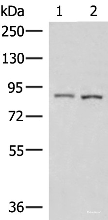 Anti-CUL4A