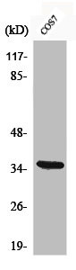 Anti-Phospho-NFKBIA (S32/S36)