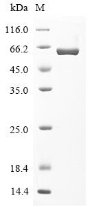 Glucose-6-phosphate isomerase (Gpi), rat, recombinant